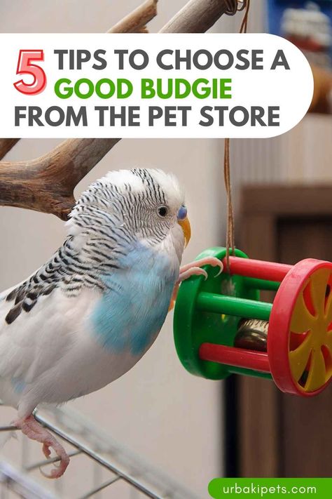 Are you ready to bring home a feathered friend but unsure where to start? Look no further than Bird Nuggets' insightful guide on selecting a healthy budgie from the pet store. With these 5 essential tips, you'll be well on your way to finding the perfect avian companion. 1. Observe Behavior and Appearance When browsing budgies at the pet store, pay close attention to their behavior and appearance. Look for birds that are active, alert, and engaged with their surroundings... Budgie Cage Ideas, Parakeet Cage Ideas, Budgie Aviary, Budgie Cage Setup, Breeding Budgies, Budgie Care, Pet Budgie, Budgie Food, Pet Parakeet