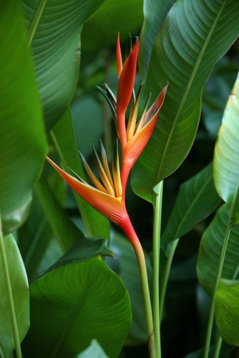 Amazonian Plants, Heliconia Garden, Heliconia Psittacorum, Heliconia Plant, Heliconia Flower, Birds Of Paradise Plant, Hawaiian Plants, Jungle Flowers, Paradise Plant