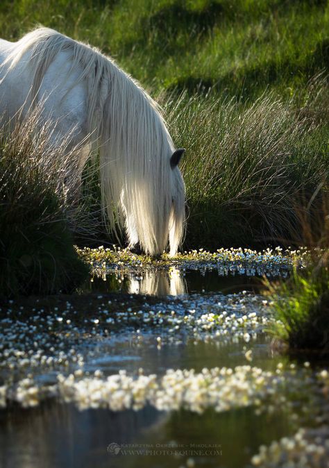 Meena's Tirith : Photo Majestic Horse, All The Pretty Horses, Horse Crazy, Clydesdale, A Pond, White Horses, Cute Horses, Equine Photography, Horse Life