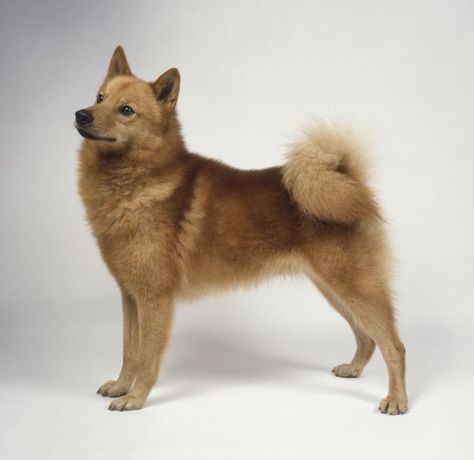 Finnish Spitz information including pictures, training, behavior, and care of Finnish Spitzes and dog breed mixes. Finish Spitz, Spitz Dog Breeds, Finnish Spitz, Spitz Dogs, Dog Hacks, Dog Obedience, Hunting Dogs, Squirrels, Dog Names