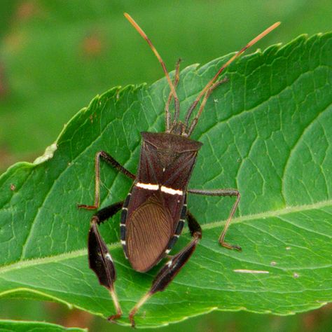 Leaf-footed Bug - Leptoglossus phyllopus Weird Bugs, Leaf Footed Bug, Cool Bugs, Beautiful Bugs, Arthropods, Lizards, Spiders, Amazing Nature, Frogs