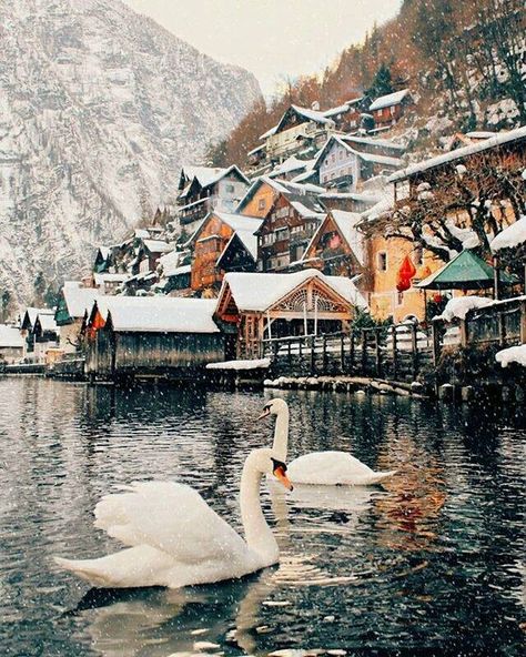 Hallstatt Austria, Scenery Photography, Austria Travel, 수채화 그림, Alam Yang Indah, Beautiful Places To Travel, Swans, Travel Inspo, Pretty Places