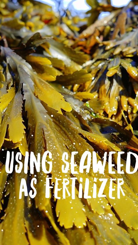 You can use seaweed as fertilizer for your vegetable garden or your lawn. Get great gardening ideas on how to use it. Seaweed Fertilizer, Manure Tea, Organic Pesticide, Starting Seeds Indoors, Natural Fertilizer, Backyard Vegetable Gardens, Plant Nutrients, Plant Diseases, Organic Gardening Tips