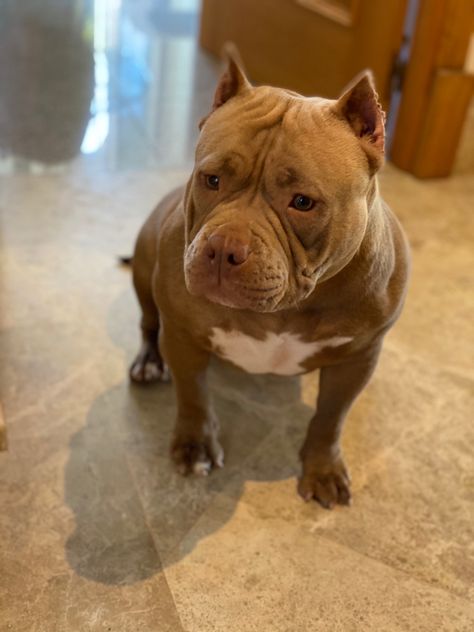 Micro bully in a chocolate coat Micro Bully, Chocolate Coating, American Bully