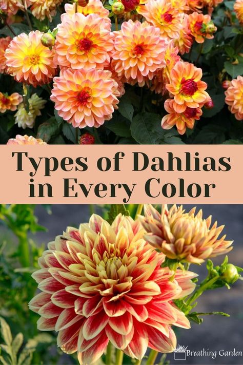 Dahlia Flower Colors, Dahlia Flower Types, Dahlia Types, Dahlia Colors, Types Of Dahlias, Dalia Flower, Dahlia Flower Garden, Dahlia Varieties, Flower Colouring In