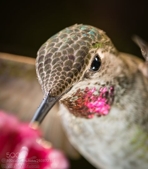 Hummingbird head shot with pink reflective feathers by freebilly Pink Hummingbird, Hummingbird Pictures, Bird Carving, Exotic Birds, All Birds, Pretty Birds, Bird Photo, Little Birds, Cute Birds