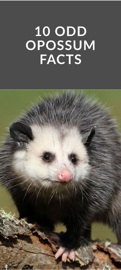 Did you know an opossum can survive the venom from a snake bite? 10 odd facts about this marsupial native to Mississippi from Tara Wildlife via @tarawildlife Possum Facts, Opossum Facts, Baby Opossum, Odd Facts, Spirit Animal Totem, Awesome Possum, Snake Bite, Pet Corner, Nocturnal Animals