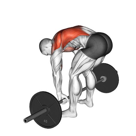 Back Workout Program, Row Variations, Erector Spinae, Back Workout Bodybuilding, Gym Workout Guide, Workout Program Gym, Rowing Workout, Cable Workout, Barbell Row