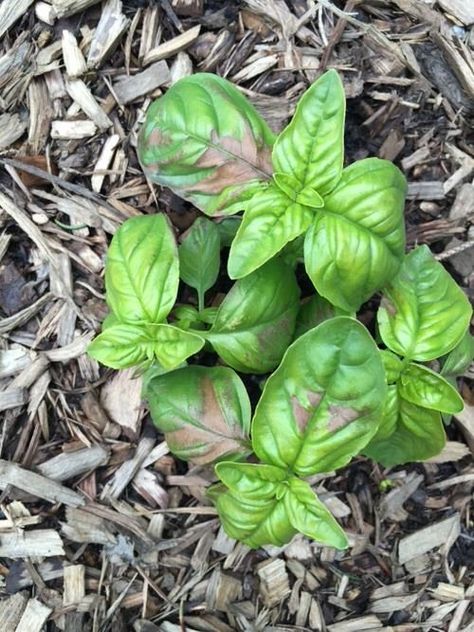 Basil Leaves Turning Black or Brown? Reasons and Solutions Growing Basil Outdoors, Basil Plant Indoors, Propagate Basil, Plant Leaves Turning Brown, Types Of Basil, Harvesting Basil, Foliar Spray, Growing Basil, Basil Plant