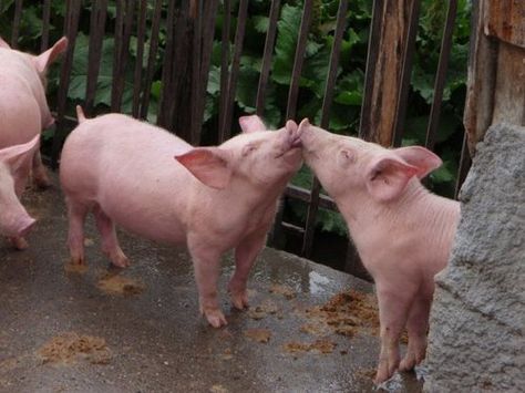 Pig Kiss, Pot Belly Pigs, Cute Piggies, Flying Pig, Baby Pigs, This Little Piggy, Little Pigs, Back To Nature, Outdoor Fun