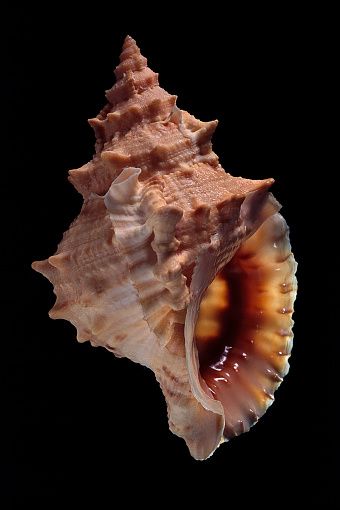 Shell Reference Photo, Sea Shell Photography, Seashells Photography, Geometry In Nature, Dog Motif, Observational Drawing, Seashell Painting, She Sells Seashells, Still Life Photos