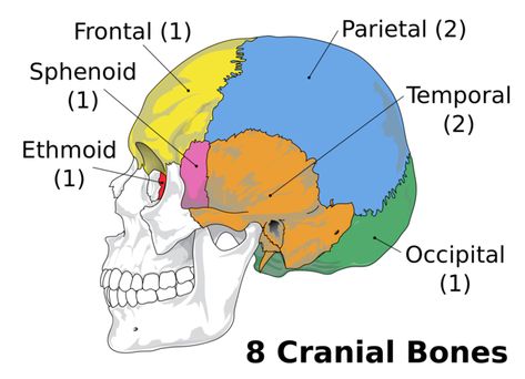 Bones Diagram, Cranial Bones, Human Skull Anatomy, Sphenoid Bone, Nursing School Problems, Facial Bones, Skull Anatomy, Anatomy Bones, Craniosacral Therapy