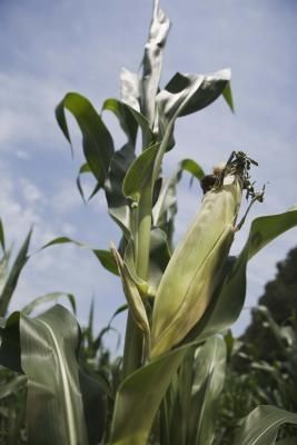 How to Keep Bugs off of Corn When To Plant Corn, Growing Sweet Corn, Companion Planting Chart, Corn Crop, Seasoned Corn, Growing Corn, Oregon Living, Bug Off, Corn Stalks