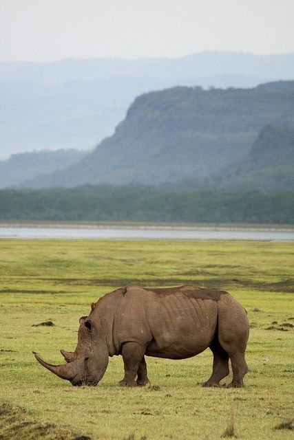 Rhino Pictures, African Wildlife Photography, Rhino Animal, Lake Nakuru, Save The Rhino, White Rhino, Africa Wildlife, Wild Kingdom, Cheap Flight