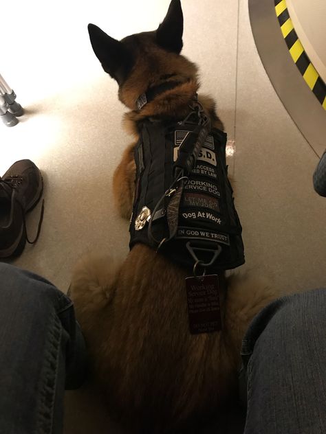 K9 Officer Aesthetic, Belgian Malinois Service Dog, K 9 Dogs, Service Dog Aesthetic, German Shepherd Service Dog, Service Dogs Breeds, Baby German Shepherds, Belgium Malinois, Psychiatric Service Dog