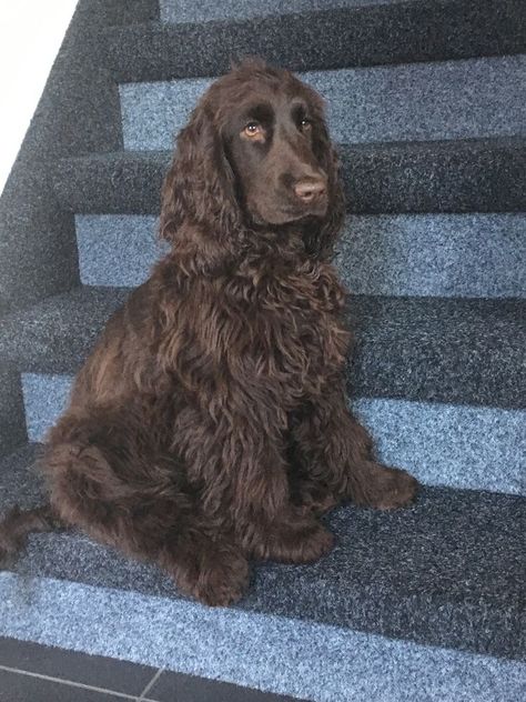 Cockaspaniel Puppies, Chocolate Brown Cocker Spaniel, Cocker Spaniel Chocolate, Brown Cocker Spaniel, Springer Puppies, Chocolate Cocker Spaniel, Long Haired Dogs, Cute Dogs Images, Cocker Spaniel Puppies