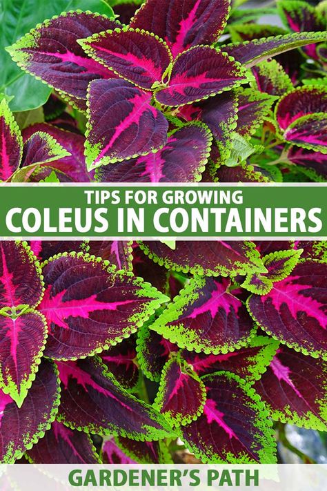 How to Grow Coleus in Containers | Gardener’s Path Coleus Containers, Coleus Plants, Gorgeous Landscapes, Patterns Colorful, Garden Tropical, Indoor Plant Wall, Landscaping Trees, Breathtaking Nature, Hanging Plant Wall