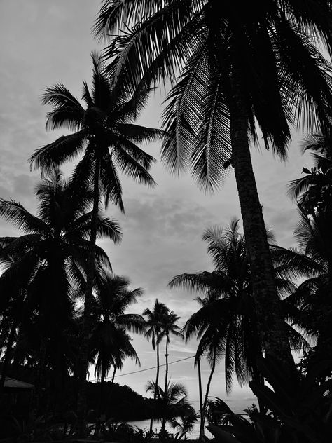 Black And White Vacation Aesthetic, Beach Black Aesthetic, Black Palm Tree Wallpaper, Summer Aesthetic Black And White, Black And White Beach Wallpaper, Black And White Palm Tree Wallpaper, Black And White Plant Aesthetic, Black And White Summer Aesthetic, Pics With Black Background