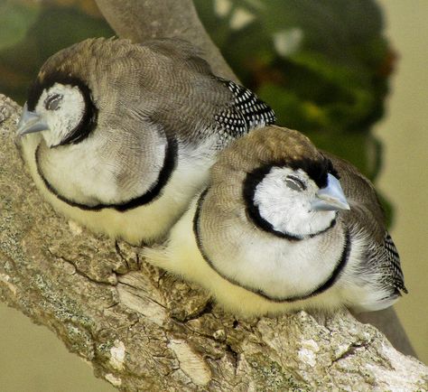 Owl Finches - I used to have these, too. Owl Finch, Funny Owls, Creature Artwork, Tropical Bird, Cat Eyes, Tropical Birds, Little Birds, Cute Birds, Bird Feathers