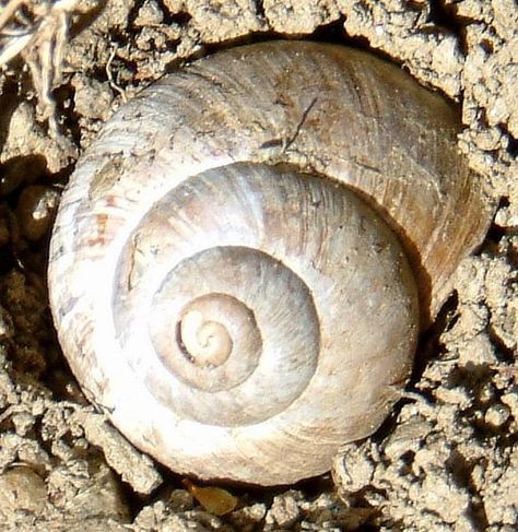 Patterns in nature. Circles In Nature Patterns, Spiral Pattern In Nature, Natural Patterns In Nature, Circles In Nature, Nature Mosaic, Curvilinear Forms, Mindful Drawing, Mathematical Patterns, Sacred Geometry Meanings