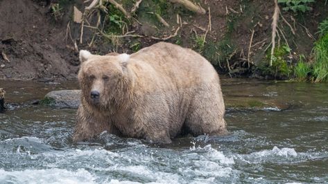 Male Bear, Mom Bear, Bear Attack, Katmai National Park, Bear Names, Mother Bears, Park Ranger, Contest Winner, Beautiful Sights