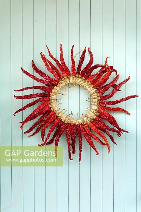 Wreath made with dried chillis hanging on a wooden wall Pepper Wreath, Wreaths And Garlands, Plant Photography, Red Pepper, How To Make Wreaths, Wooden Wall, Wooden Walls, Garden Plants, Wreath