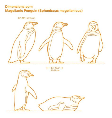 Royal Penguin, Whittling Patterns, Sea Turtle Species, Galapagos Penguin, Humboldt Penguin, Magellanic Penguin, Ferdinand Magellan, Penguin Images, Penguin Drawing