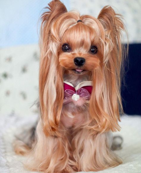 Yorkie Pomeranian Mix, Yorkie Hair, Yorkie Cuts, Toy Yorkie, Yorkie Hairstyles, Yorkie Haircuts, Long Haired Dogs, Dog Haircuts, Mini Poodles