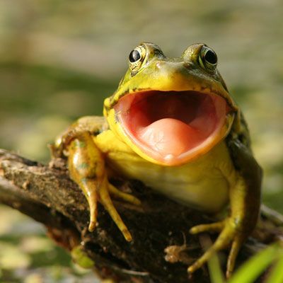 Do Frogs Have Teeth? Types Of Frogs, Frog Coloring Pages, Fun Facts About Animals, Mystery Science, Best Puns, Funny Frogs, Green Frog, Nature Sounds, Frog And Toad