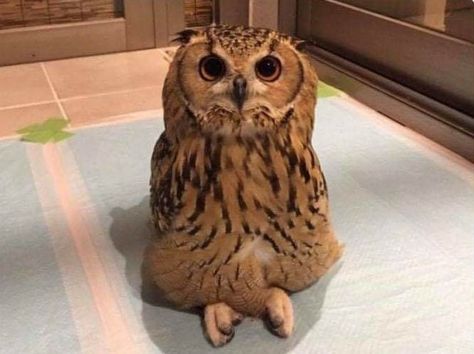 TIL...owls can sit criss cross applesauce. Criss Cross Applesauce, Sitting Cross Legged, Cross Legged, Owl City, All Birds, Barn Owl, Cute Owl, Animals Of The World, Cute Friends