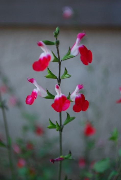 Salvia 'Hot Lips' Hot Lips Flower, Hot Lips Plant, Drought Tolerant Landscape, Bridal Jewellery Design, Hot Lips, Bridal Jewellery, Drought Tolerant, Jewellery Design, Bridal Jewelry