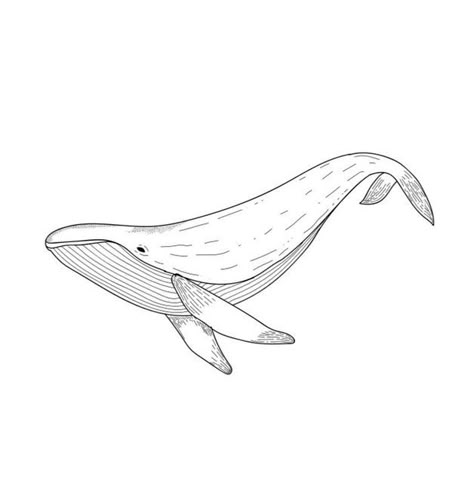 Whale Sketch, Whale Tattoo, Whale Tattoos, Hand Poked Tattoo, E Tattoo, Hand Poke, Sketch Style, Stick And Poke, Tiny Tattoos