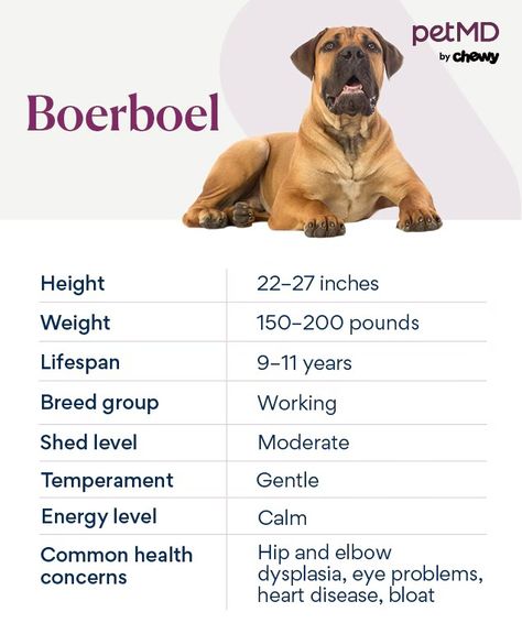 Boerboel (South African Mastiff) Dog Breed Health and Care | PetMD Boerboel Puppies, South African Boerboel, African Boerboel, South African Mastiff, Mastiff Dog Breeds, A Lot Of Food, Cat Allergies, Mastiff Dogs, Eat A Lot