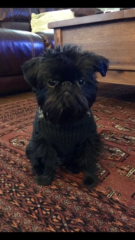 Puppy love Eva❤️ Affenpinscher Puppy, Brussels Griffon Puppies, Affenpinscher Dog, Griffon Dog, Brussels Griffon, Sweet Animals, Black Dog, Little Dogs, Beautiful Dogs