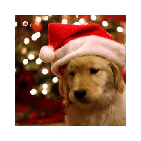 Christmas Puppies Pictures, Christmas Ecard, Golden Puppy, Christmas Dogs, Stay Golden, Christmas Puppy, Retriever Puppy, Puppy Pictures, Christmas Animals