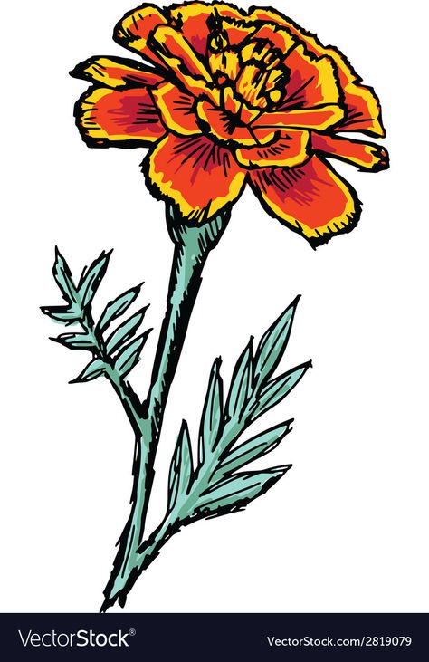 Marigold Drawing, Mexican Marigold, Marigold Tattoo, Simple Flower Drawing, Pencil Drawings Of Flowers, Flower Sketch, Marigold Flower, Flower Sketches, Plant Drawing