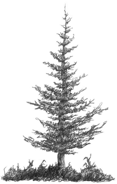 Figure 17 Tree Line Drawing, Pine Tree Drawing, Easy Pencil Drawings, Realistic Christmas Trees, Christmas Tree Drawing, Tree Drawings Pencil, Pencil Trees, Tree Sketches, Spruce Tree