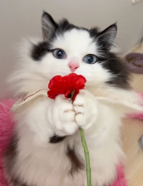 Cat With Flowers Funny, Cat Giving Flowers, Kitten With Flowers, Dog Texts, Cat With Flowers, Cat Meme, Cute Cat Wallpaper, Cat Flowers, Cute Cats Photos