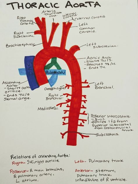 Instant anatomy - Thorax - vessels - arteries - arch of aorta Thorax Anatomy Notes, Aorta Anatomy, Thoracic Aorta, Radiology Anatomy, Thorax Anatomy, Arteries Anatomy, Abdominal Aorta, Medical Drawings, Medical School Inspiration