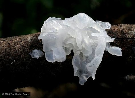 Tremella fuciformis Tremella Fuciformis, Mushroom Photography, Slime Mold, Aesthetic Dump, Slime Mould, Dress Couture, Valentino Dress, Mushroom Fungi, Life Form