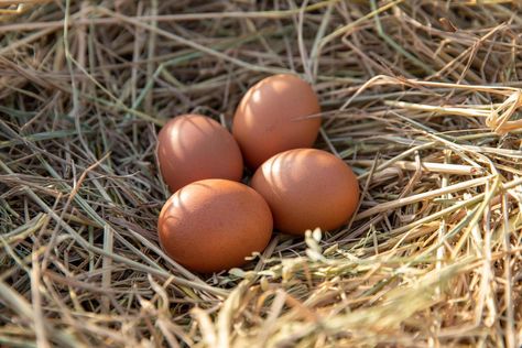 ovos de galinha em um ninho de galinha sobre palha de arroz Birds