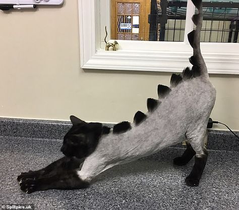 Cat Haircuts, Cat Haircut, Dragon Cat, Creative Grooming, Cut Cat, Epic Fails Funny, Cat Hair, Cat Grooming, Cat Owners