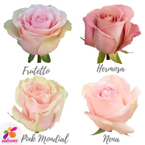 Light Pink Roses Assorted Bulk Flowers Online, Soft Pink Roses, Light Pink Roses, Pink Roses Wedding, 12 Roses, Flower Varieties, Peach Wedding Flowers, Planting Tips, Debutante Ball