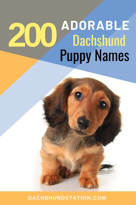 Top Unique Dachshund Names. Looking for a cool or unique name for your dachshund? We have compiled a list of the Top Unique Dachshund Names into categories of popularity and some special types to help you with your search for the right doxie name. #dachshund |Dachshunds|Dachshund Names|doxies| Dachshund Puppy Names, Wirehair Dachshund, Country Dog Names, Dachshund Names, Dachshund Adoption, Brindle Dachshund, Blonde Dachshund, Long Haired Miniature Dachshund, Dachshund Funny Video