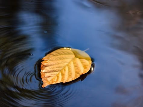 Puddle Photography, Leaf On Water, Bokeh Painting, Light In Watercolor, Rocks In Water, Path Of Least Resistance, Paint Trees, Zen Pictures, Atmospheric Landscape