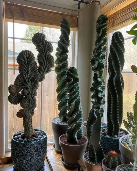 Giant Cactus, Cactus House Plants, Indoor Oasis, Plant Goals, Indoor Cactus, Cactus Planta, Plants Are Friends, Inside Plants, Women Chain