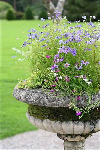 Country Sides, Container Ideas, Garden Urns, Garden Deco, Garden Containers, Purple And Green, Container Plants, Perfectly Imperfect, Garden Styles