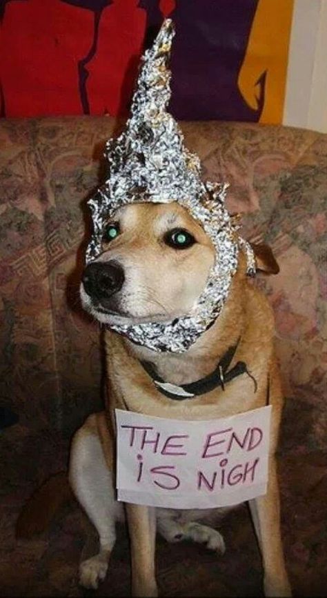 Doom dog Foil Hat, Tin Foil Hat, Pet Psychic, Brain Tricks, Mf Doom, Cowgirl Party, Tin Foil, Lost In Space, White Noise