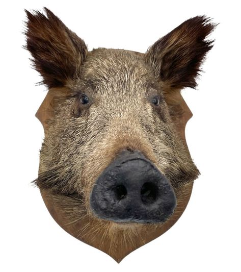 Wild Boar Taxidermy, Head References, Deer Hoof, Mini Barn, Wild Pig, French Brocante, Boars Head, Animal Reference, Unusual Home