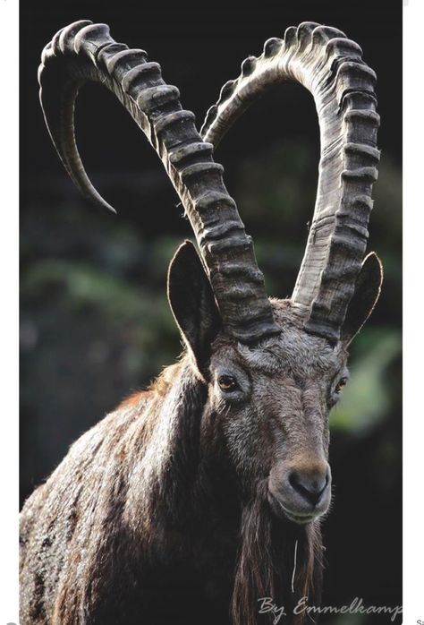 Alpine Ibex, a species of wild goat that lives in herds on the mountains of the European Alps. They are very agile and hardy and can survive on sparse vegetation. Beautiful curving horns! Ibex Goat, Alpine Ibex, Animals With Horns, Long Horns, Big Horn Sheep, Goat Horns, Goat Art, Photo Animaliere, Majestic Animals